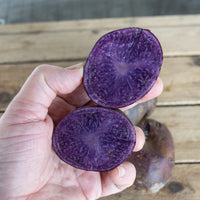 Adirondack Blue – Purple Seed Potatoes