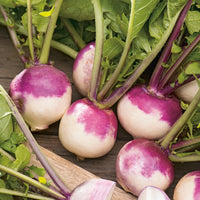 Turnip- Purple Top White Globe