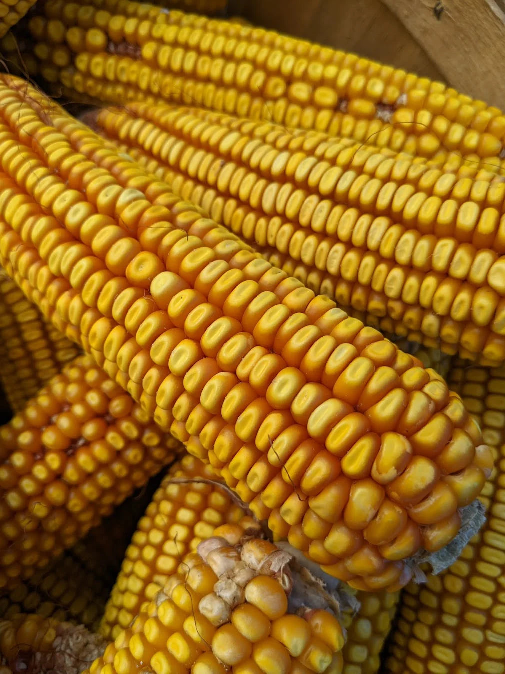 Corn, Maize- Early Leaming