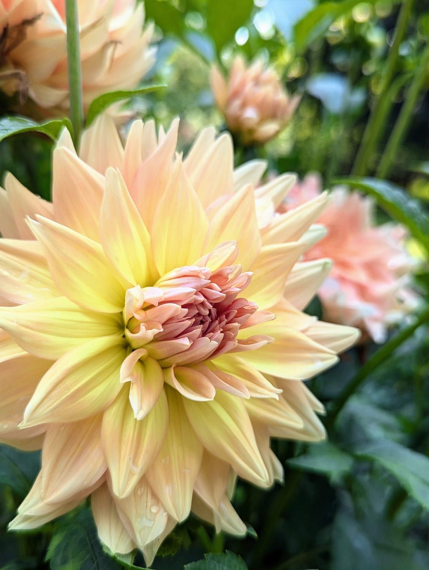 Advance Dahlia