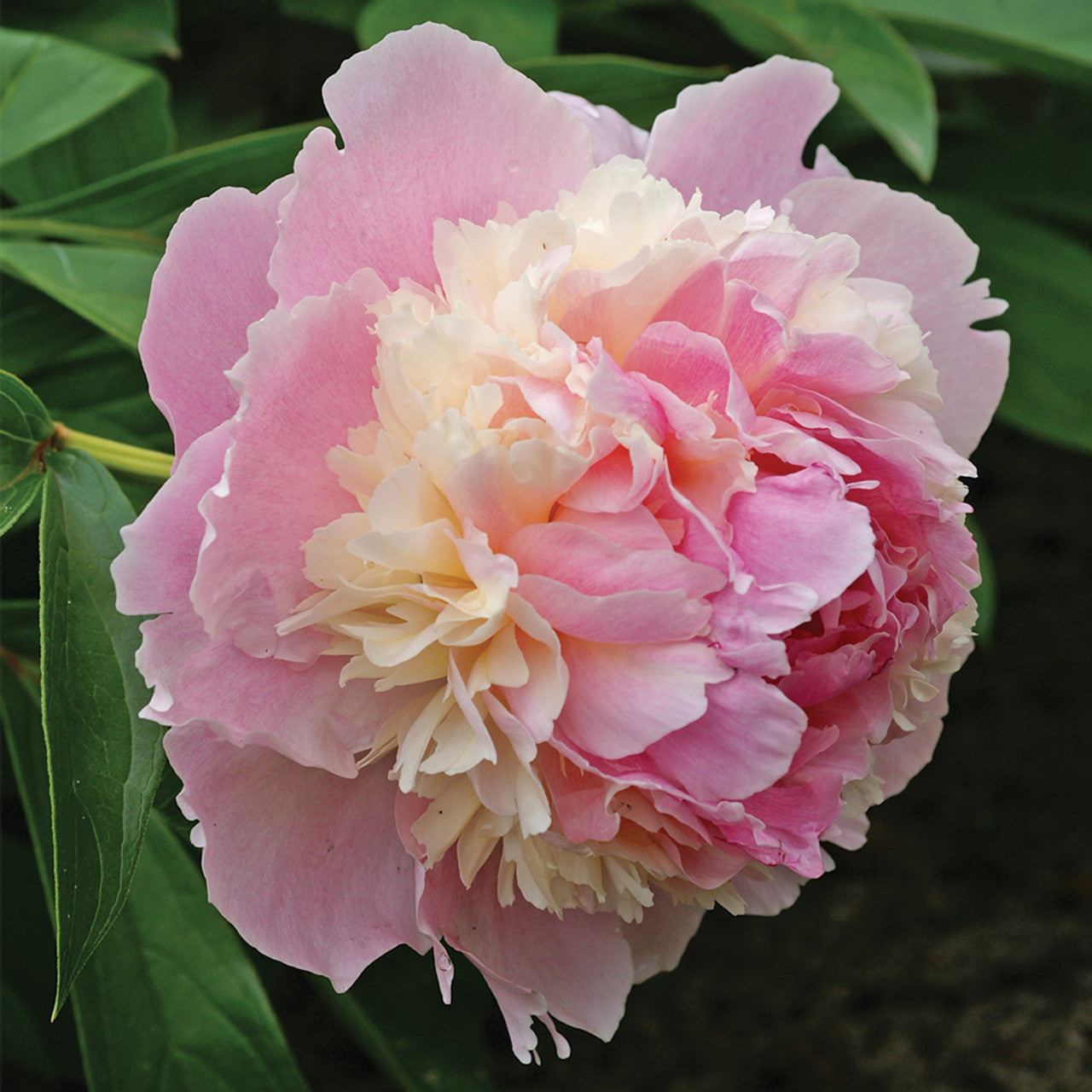 Whopper Peony