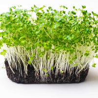 Pak Choy Green - Microgreen Seeds