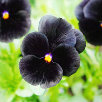 Pansy Black Blotch Seeds