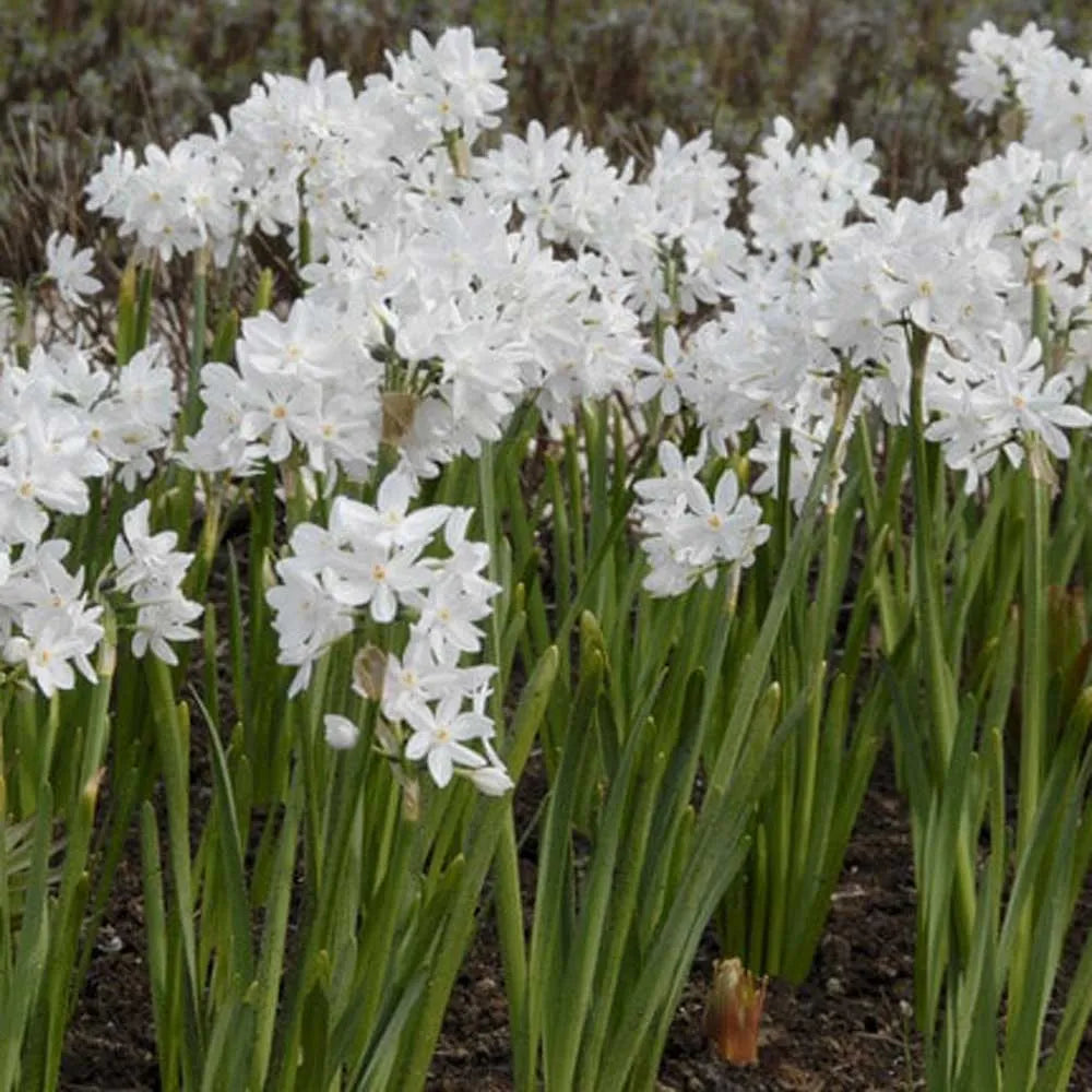 Daffodil Paperwhite Ziva White Bulb