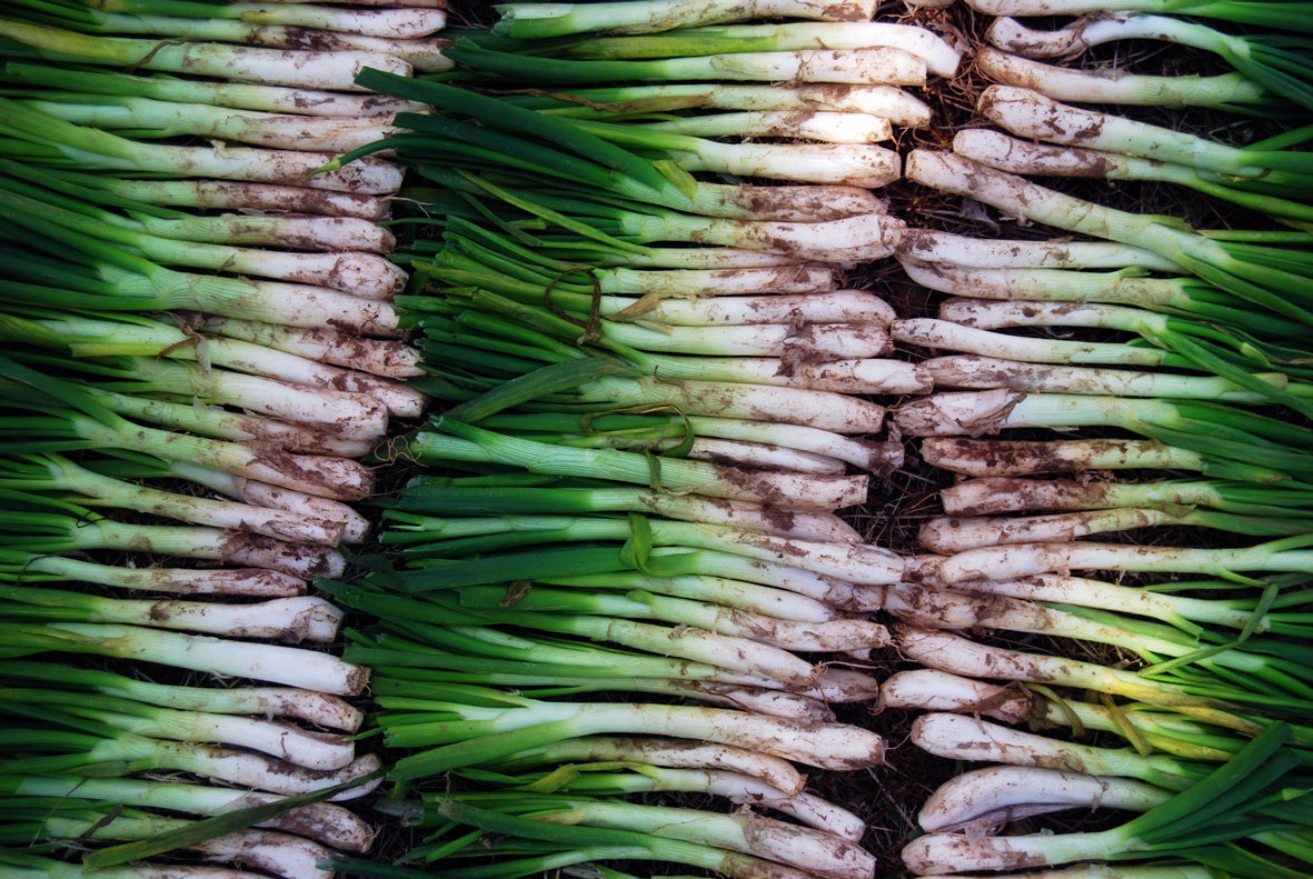 Onion- Calcot