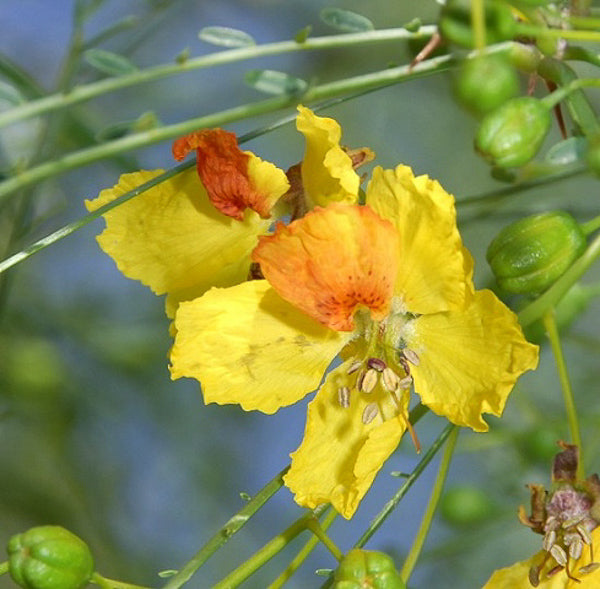 Parkinsonia Aculeata Palo Verde Tree Seeds