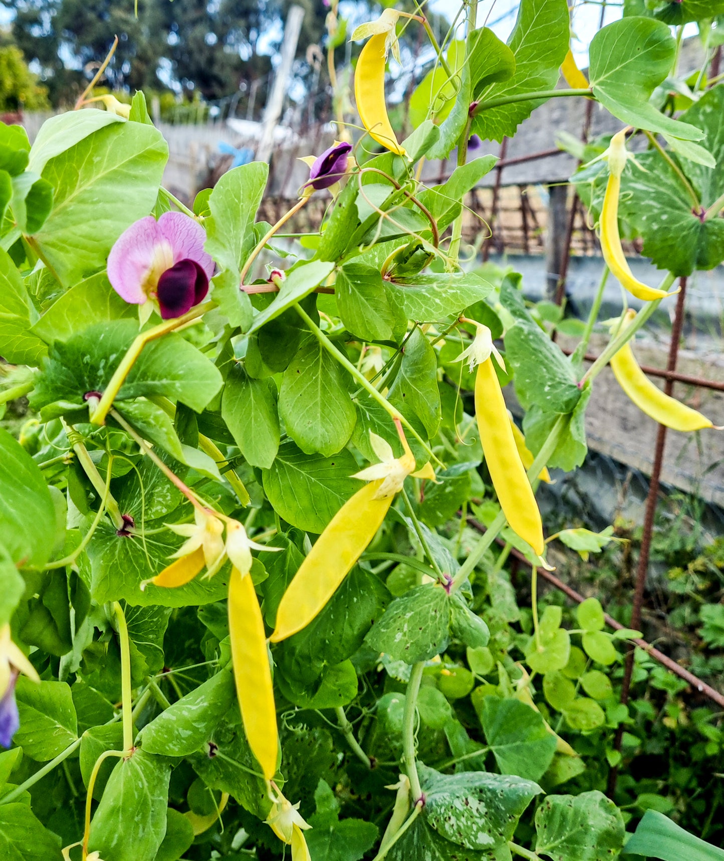 Snow Pea- Golden Podded