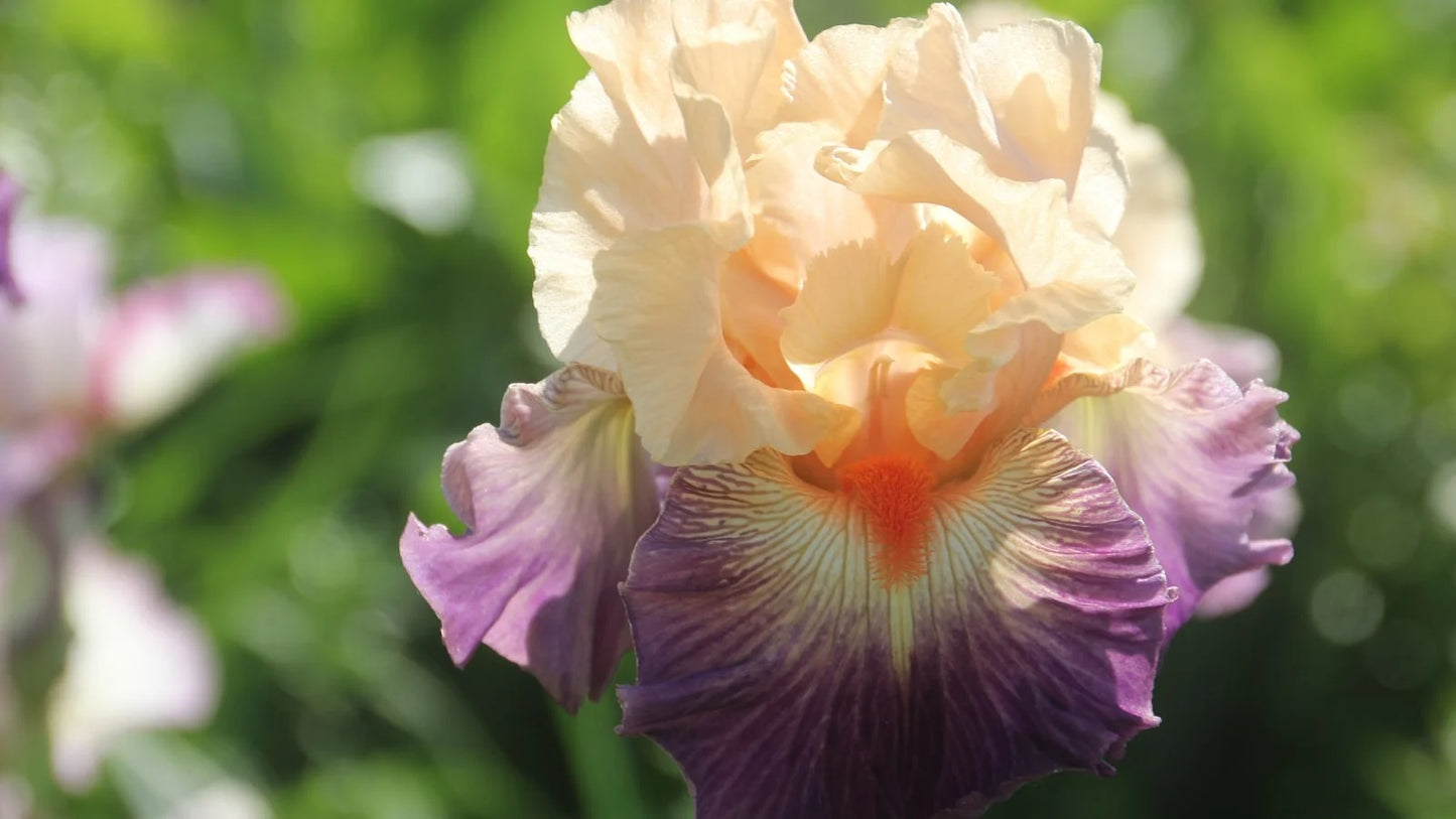 Undercurrent Bearded Iris Seeds