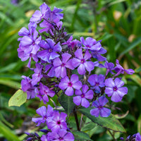 Phlox Beauty Blue Seeds