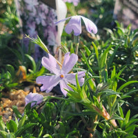 Blue Emerald Carpet Phlox