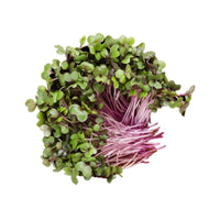 Cabbage Red Micro - Microgreen Seeds