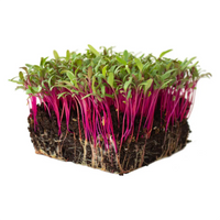 Beet, Bull’s Blood – Microgreen Seed