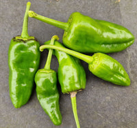 Chilli- Padron