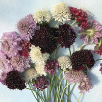 Pincushion Mix – Organic Scabiosa Seed