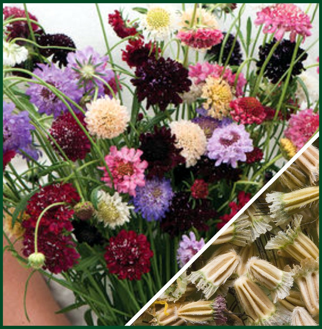 Pincushion Formula Mix – Scabiosa Seed