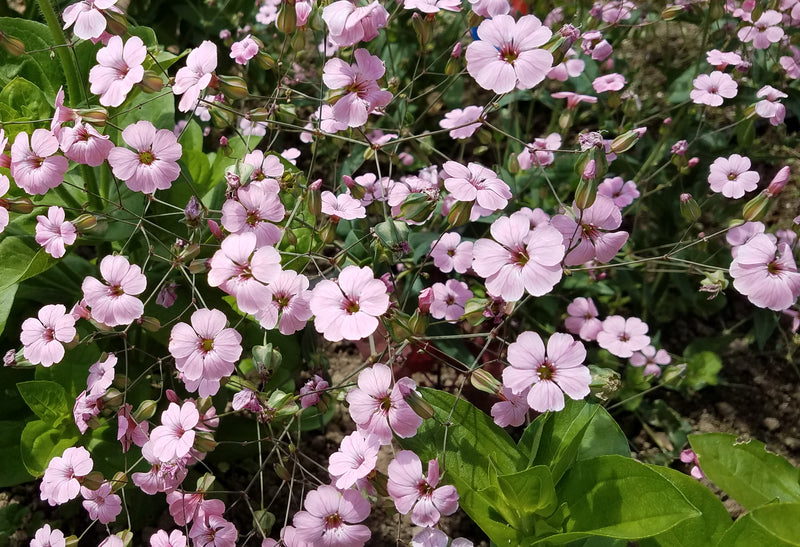 Pink Beauty – Saponaria Seed