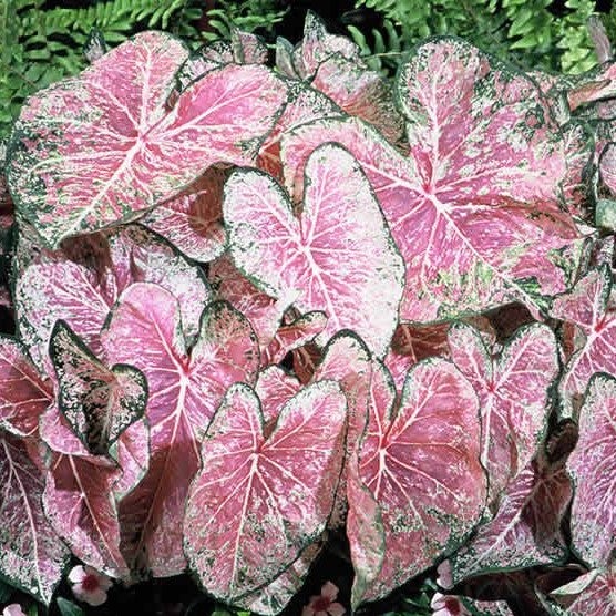 Caladium Pink Bulbs