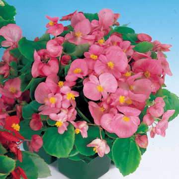 Pizzazz Pink Angle Winged Begonia Seeds