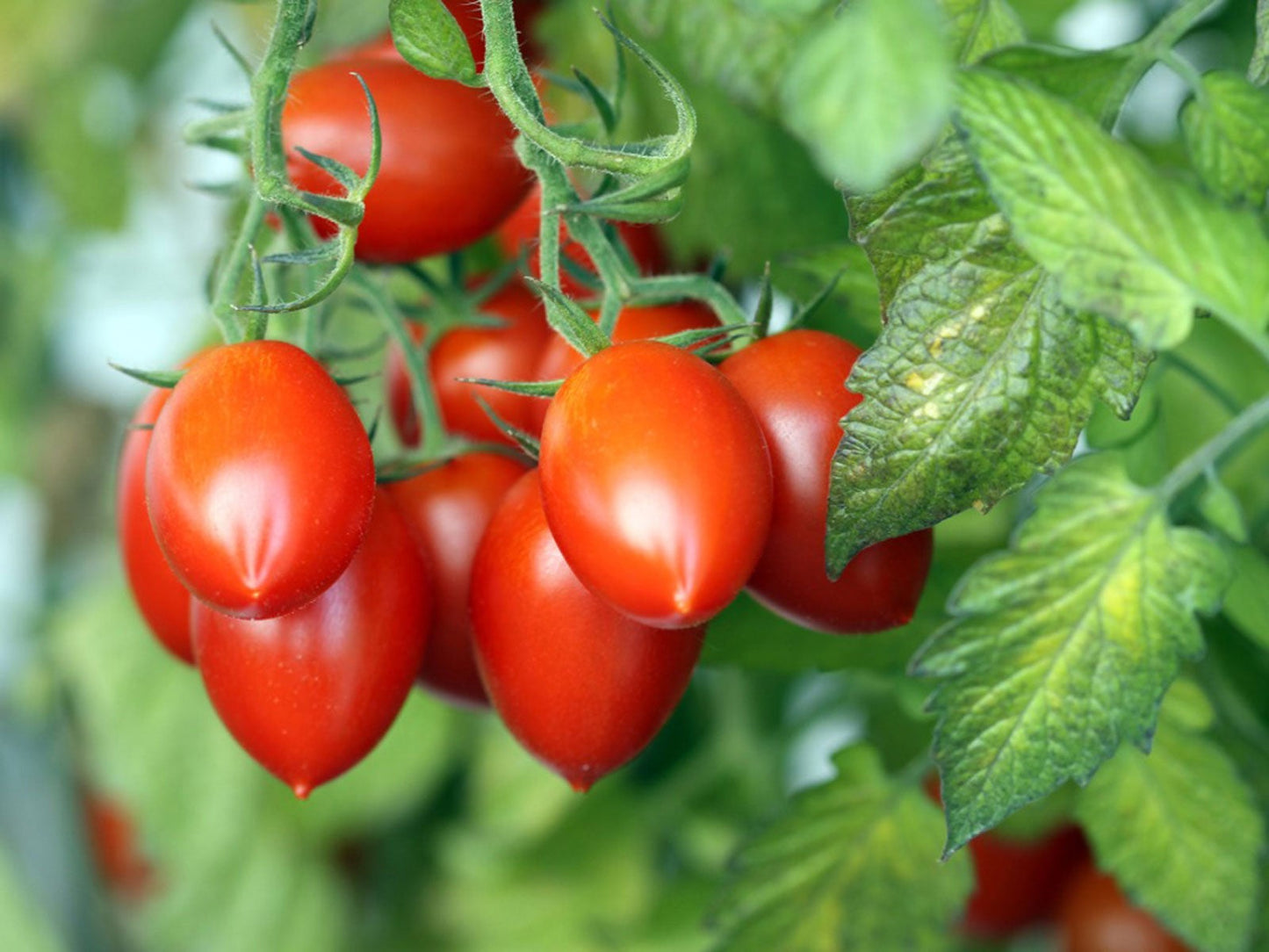 Tomato- Roma