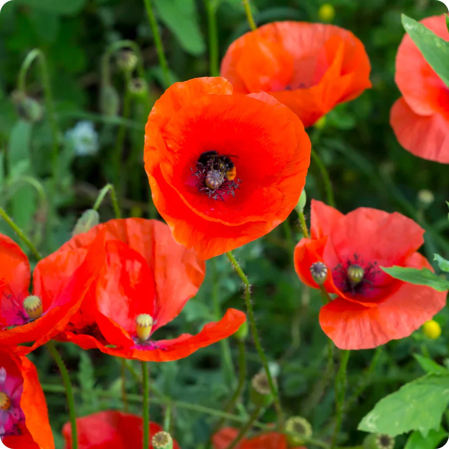 Corn Poppy – Flower Seed