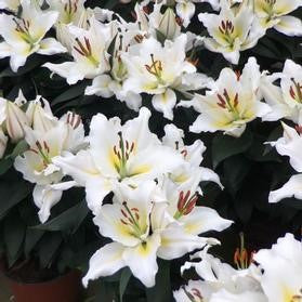 Ice Dancer Lily White Bulbs