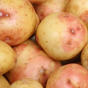 Certified Seed Potato- King Edward