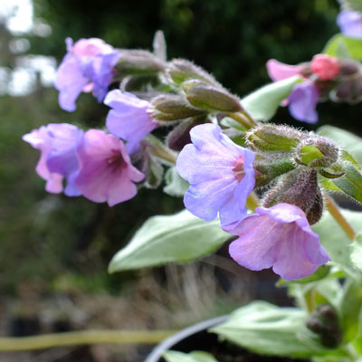 Blake's Silver Lungwort