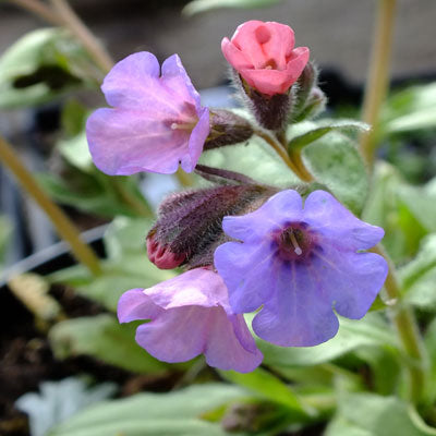 Blake's Silver Lungwort