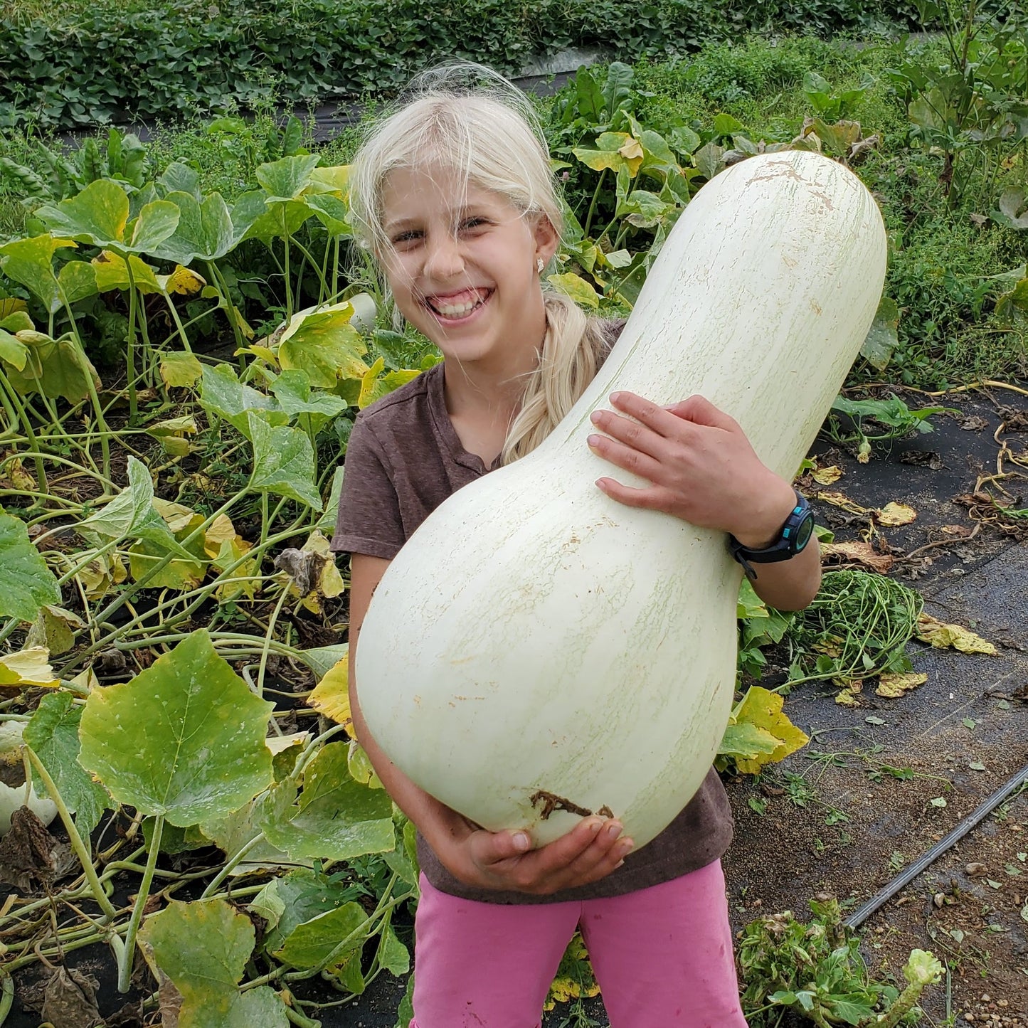 White Cushaw – Pumpkin Seed