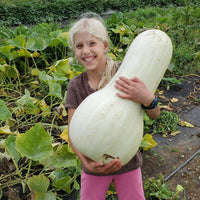 White Cushaw – Pumpkin Seed