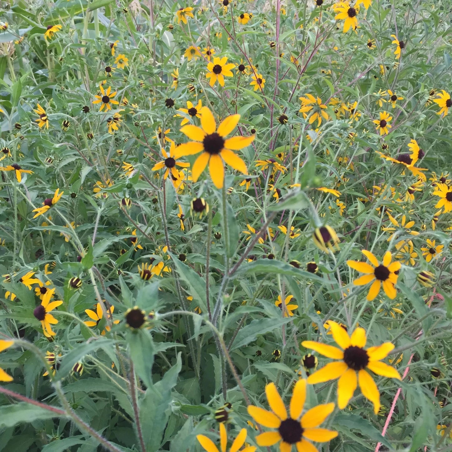 Rudbeckia triloba – Organic Flower Seed