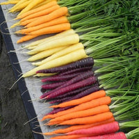 Carrot- Rainbow Mix