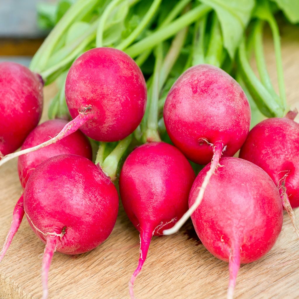 Radish- Pink Celebration