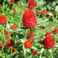 Gomphrena Haageana Strawberry Seeds