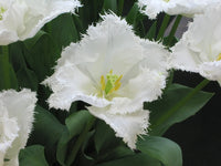 Tulip Honeymoon White Bulbs