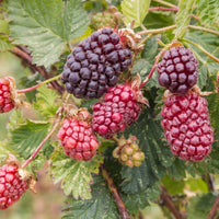 Boysenberry (Cane)