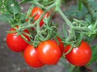 Tomato- Riesentraube