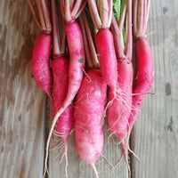 Radish- China Rose