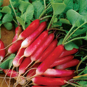 Radish- French Breakfast