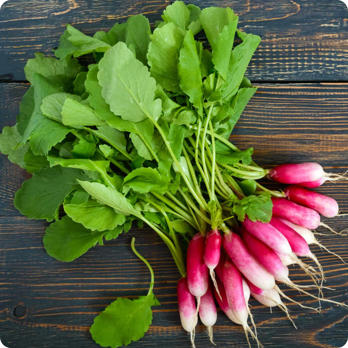 Radish- French Breakfast