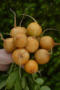 Radish- Zlata Yellow