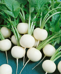 Radish- Hailstone