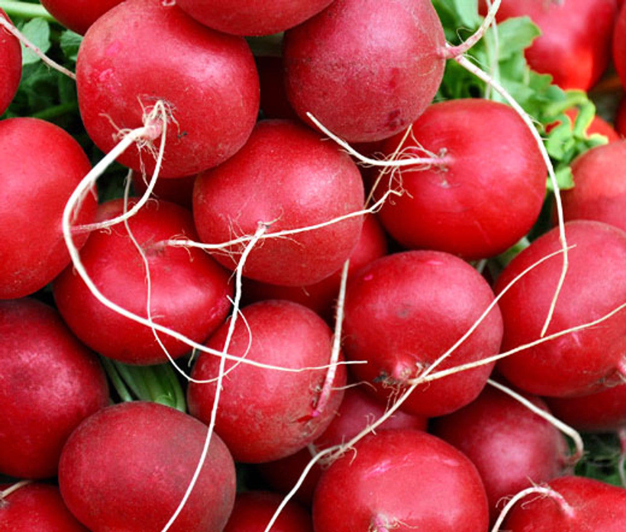 Radish- Champion