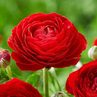 Ranunculus Red Bulbs