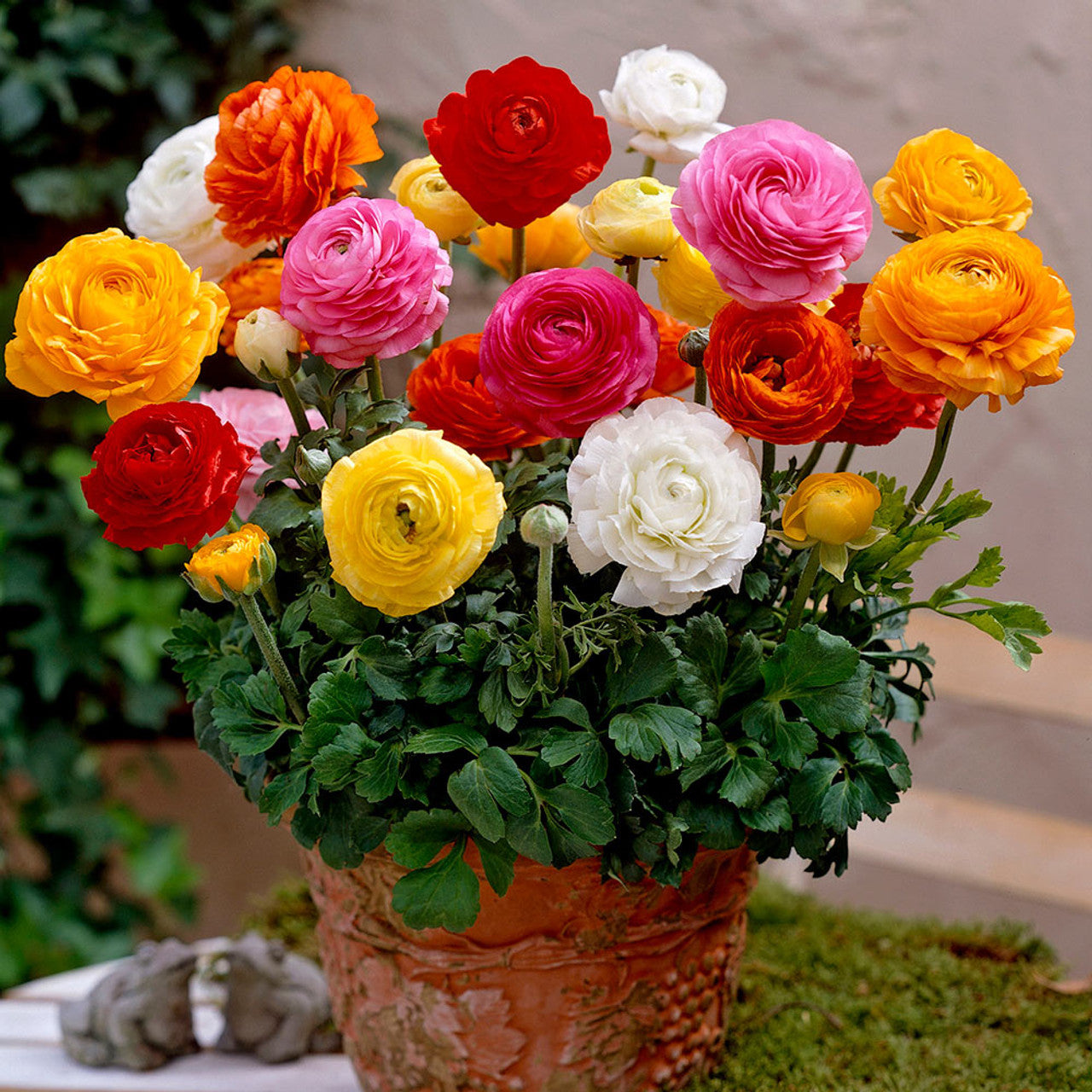 Tomer Dwarf Ranunculus Mixture