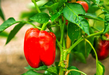 X3R Red Knight – Bell Pepper Seed