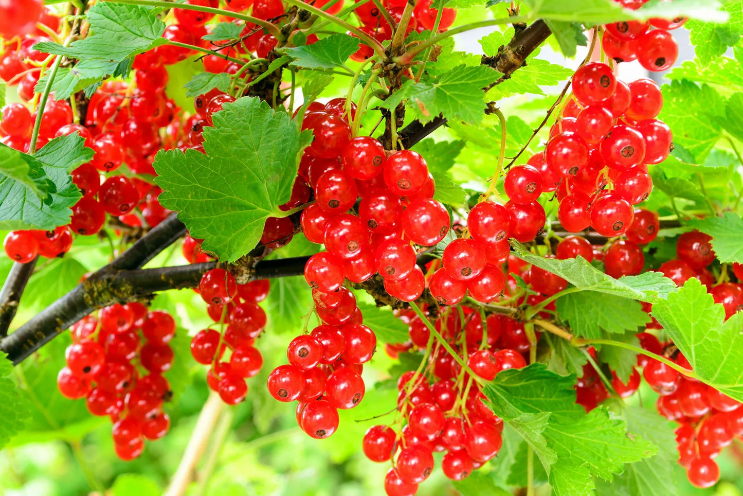 Red Currant