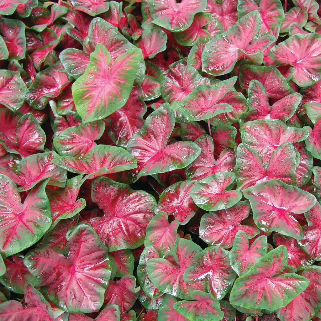 Caladium Red Pink Bulbs