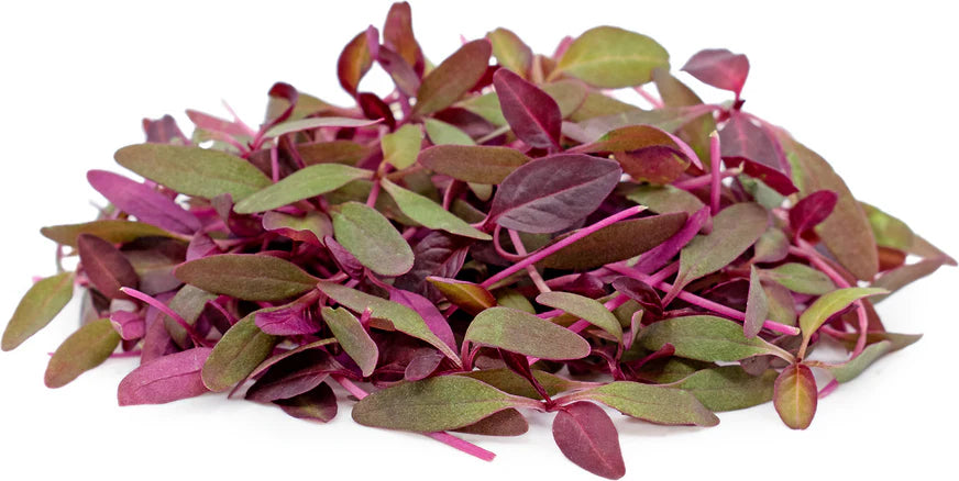 Amaranth, Bicolor – Microgreen Seed