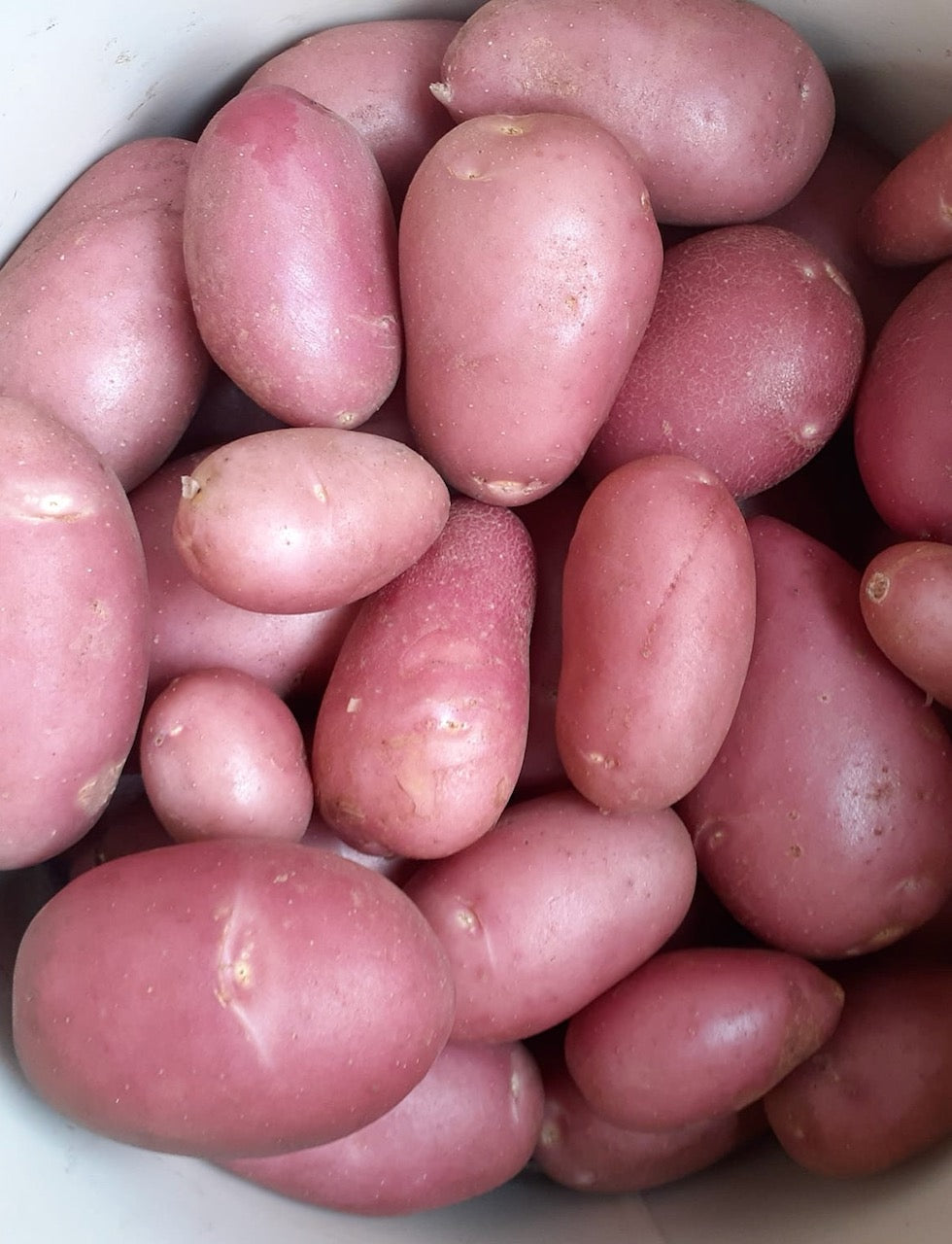 Certified Seed Potato- Red Lady PBR